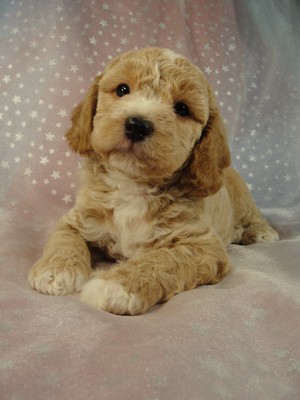 Male Cockapoo 38 for sale Breeder 2012